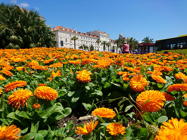 Sony-Xperia-X-Test-kamere-(56)