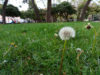 xperia L3 Recenzija