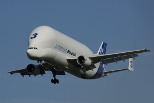 Beluga_n3.jpg